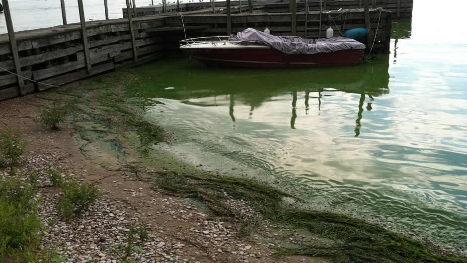 Algas por La Mancha vuelve el agua tóxica