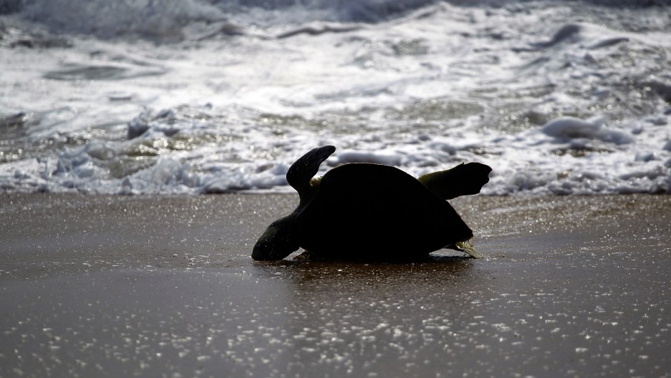 An Olive Ridley sea turtle (Lepidochelys olivacea) arrives to spawn during a nesting at Ixtapilla beach, in Aquila municipality on the Pacific coast of Michoacan State, Mexico, on Octuber 13, 2013. According to the residents of the area, more than 1000 turtles are expected to arrive in the area daily this season. AFP PHOTO/Hector Guerrero (Photo credit should read HECTOR GUERRERO/AFP/Getty Images)