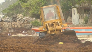 Invasión de algas en República Dominicana