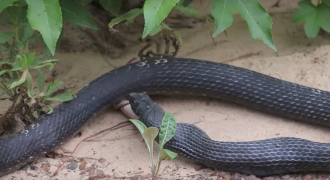 Serpiente regurgita serpiente video viral