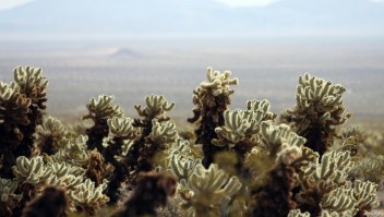 Vista de unos cactus en el Joshua Tree National Park en 2008. (Crédito: GABRIEL BOUYS/AFP/Getty Images)