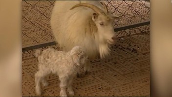 #ElDatoDeHoy: nacen las crías de cabra clonada en China