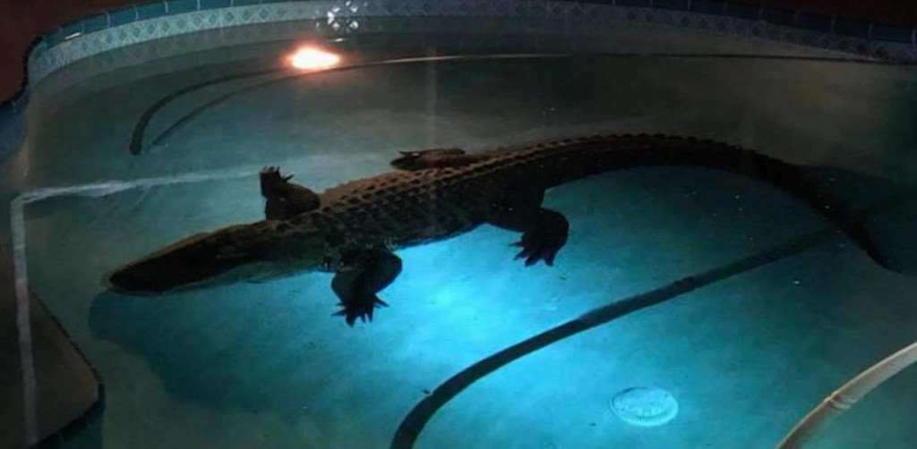 #EstoNoEsNoticia: hallan a cocodrilo nadando en una piscina