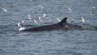 #LaImagenDelDía: nuevas imágenes de ballenas rorcual