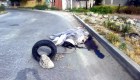 Encuentran a lobo marino atado y muerto en Tijuana