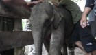 Curan a bebé elefante herido en Indonesia