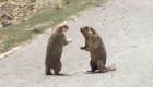 Pelea callejera de marmotas