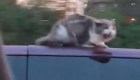 Gato se aferra al techo de un auto a 100 kilómetros por hora