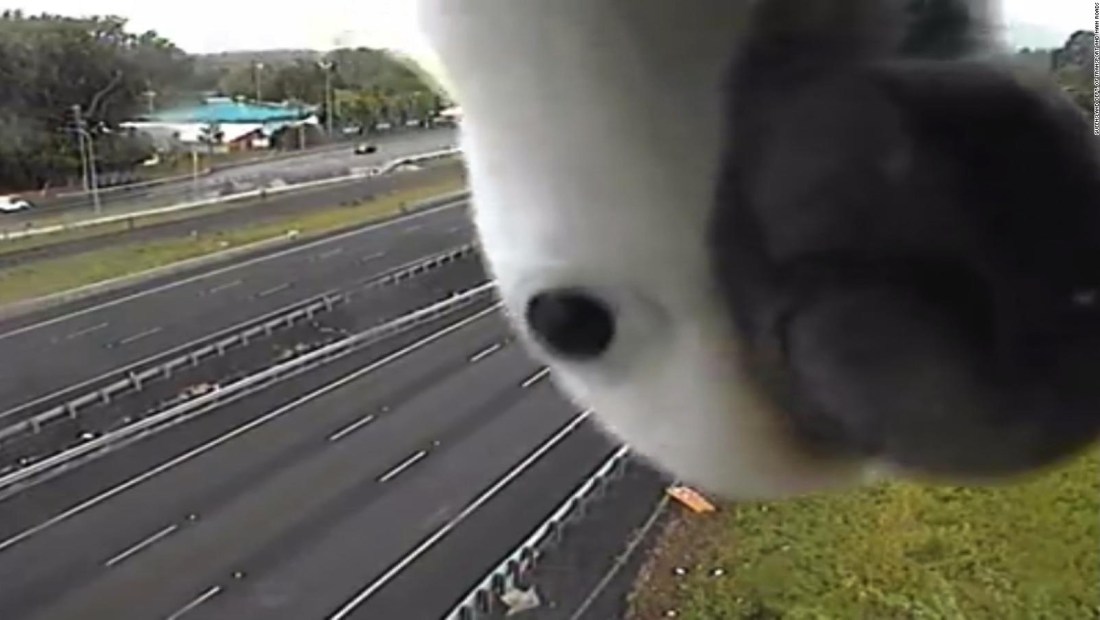 #LaImagenDelDía: una cacatúa curiosa bloquea una cámara de tráfico