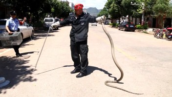 Sacan una cobra gigante de un auto en China