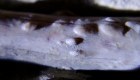 #ElDatoDeHoy: detectan el caso más antiguo de tuberculosis en un reptil