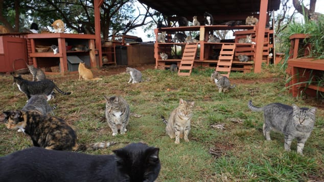 Bendice a las bestias: casi 600 gatos de todas las formas y tamaños tienen un lugar al que llamar hogar por el resto de sus vidas.