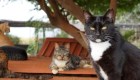 Tiempo social: más allá de solo alimentar y cuidar a los gatos, los empleados del santuario participan en muchas actividades sociales. "Vemos a estos gatos salvajes o no socializados que nunca confiaron en los humanos que comienzan a acercarse", dijo Vaughn.