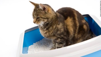Un estudio relaciona un parásito en las heces de gato con las características de personalidad que se encuentran en los empresarios.
