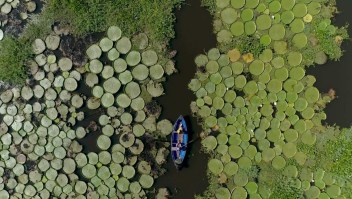 Destinos: Los maravillosos lirios que nacen cerca del río Paraguay
