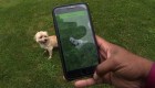 Minuto Clix: Una aplicación para identificar razas de perros