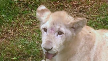 Cachorros de león blanco, la nueva sensación del Zoológico de Lima