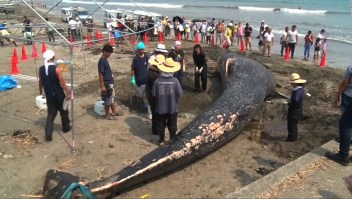 Ballena azul muere encallada en las cosas de Japón