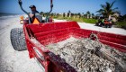 Algas tóxicas están matando la vida marina de la Florida