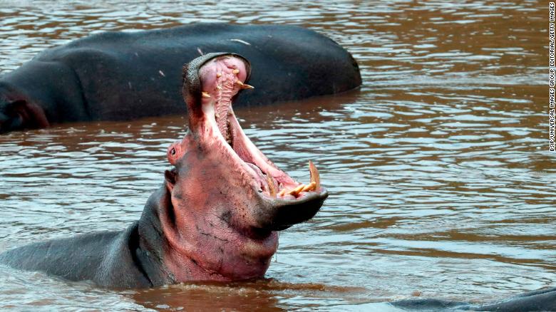Hippopotamus, Hippopotamus amphibious, in water with mouth wide open. Masai Mara game reserve. Kenya. (Photo by: BSIP/UIG via Getty Images)