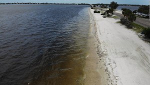 Declaran estado de emergencia por marea roja en Florida