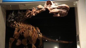 Puedes admirar el dinosaurio más grande del mundo en Nueva York