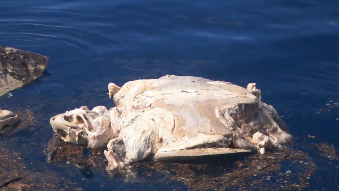 300 tortugas mueren atrapadas en redes de pesca