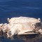 300 tortugas mueren atrapadas en redes de pesca