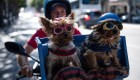 5 ciudades pet-friendly para que viajes con tu mascota