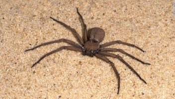 K0EDTJ Sand Spider, Sicarius terrosus, Sequence 1 of burying in sand, also called six-eyed sand spider of southern Africa, six eyes arranged in three groups