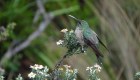 Ecuador tiene una nueva especie de colibrí