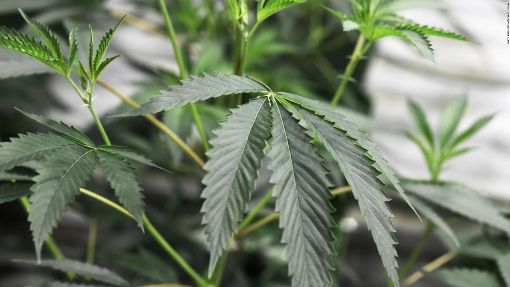 "Marihuanamanía" en Canadá: ¿una apuesta a la legalización global?