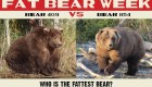 Competencia de osos más gordos en Alaska