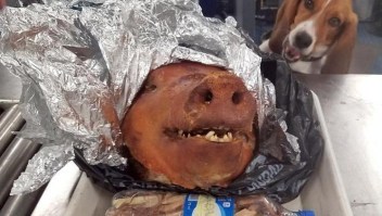 Incautan cabeza de cerdo asada en un aeropuerto