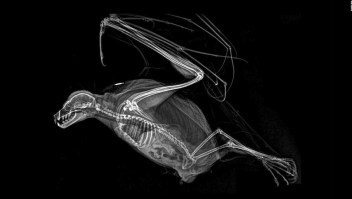 Curiosas imágenes de rayos X revelan detalles de animales exóticos