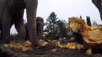 Elefantes de Oregon aplastan calabazas