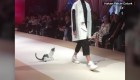 Gato juguetón se roba una pasarela de moda en Estambul