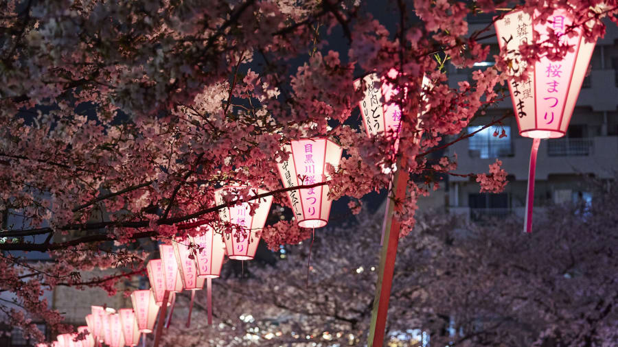 Río Meguro, Tokio: los cerezos que cuelgan sobre el río Meguro en el distrito Nakameguro de Tokio se suman a la belleza de la zona. Durante la temporada de flor de cerezo, los vendedores instalan puestos de comida, cerveza y champán rosado.