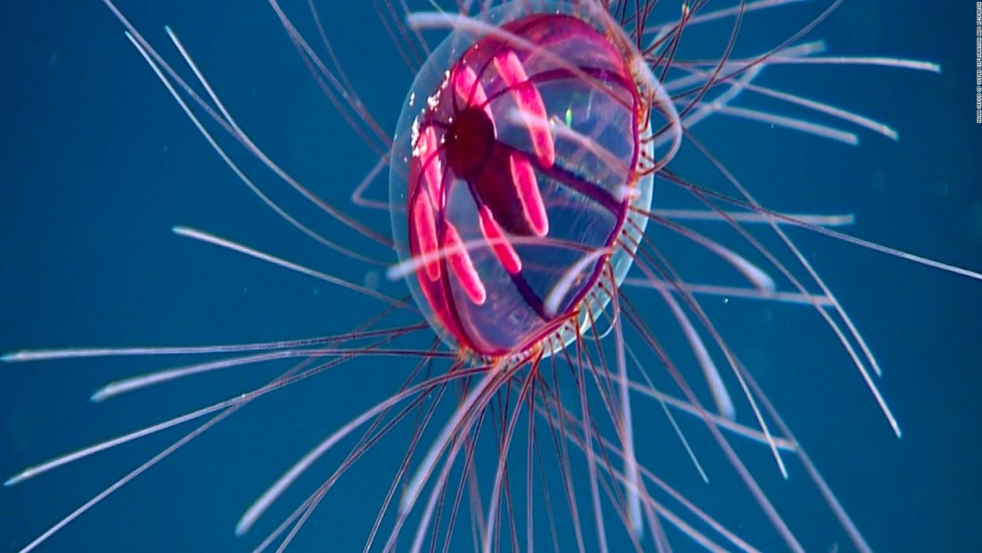 Observan medusa psicodélica en Puerto Rico