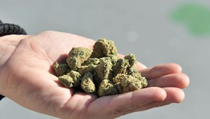 Otorgan 38 permisos para productos con cannabis