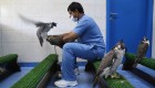 En Abu Dhabi el hospital para halcones más grande del mundo