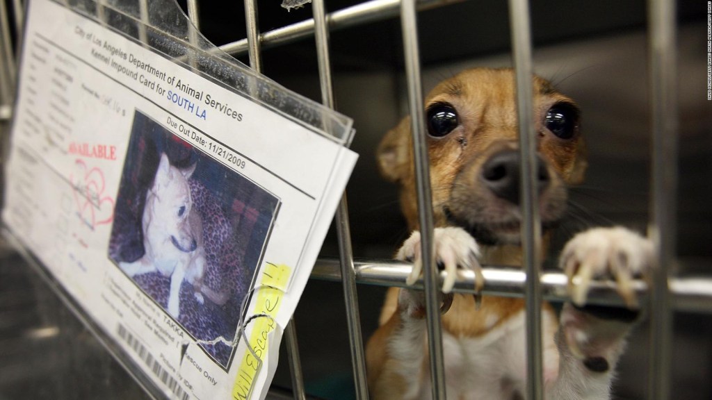 California pone fin a "las fábricas de cachorros"
