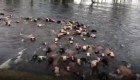 Decenas de vacas arrastradas por inundaciones
