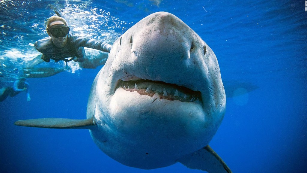 Video registró a un tiburón blanco nadando con buzos
