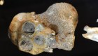 Hallan fósiles claves para el origen de la humanidad