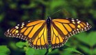 Aumenta un 144% la presencia de mariposas monarcas en México