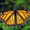 Aumenta un 144% la presencia de mariposas monarcas en México
