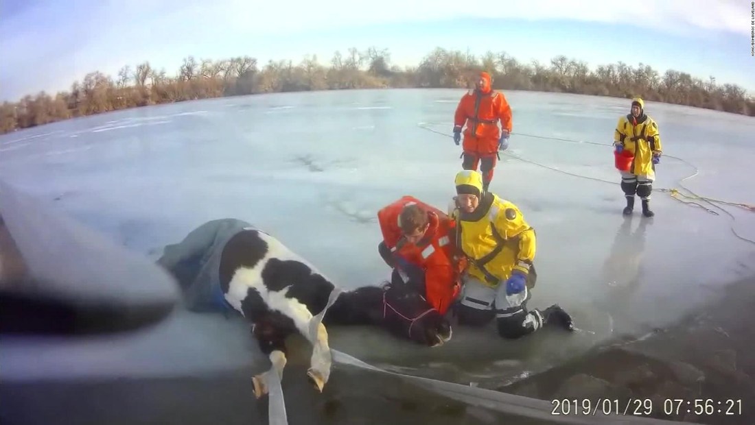 Rescatan a yegua de lago helado