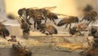 Las abejas, pequeñas e inteligentes