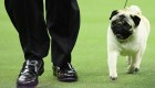 RankingCNN: Los pequeños perros que triunfaron en Estados Unidos